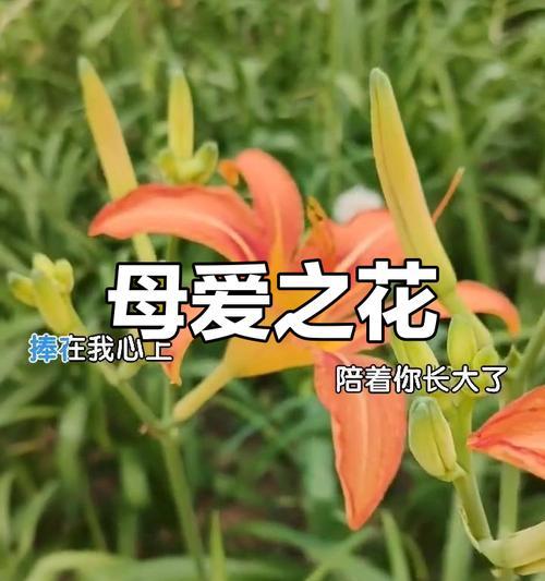 哪种花象征着未开始的爱恋？