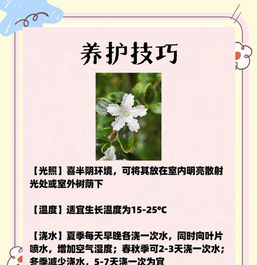 哪种花象征着未开始的爱恋？