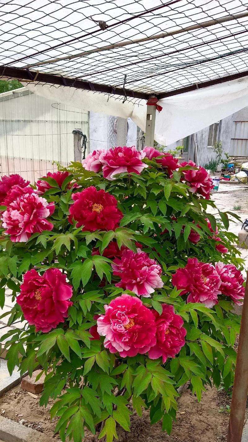 牡丹花种植的美观技巧有哪些？怎样种植才能使其更加吸引人？