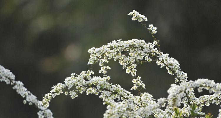 雪柳鲜枝的花语和寓意是什么？它在花艺中如何应用？