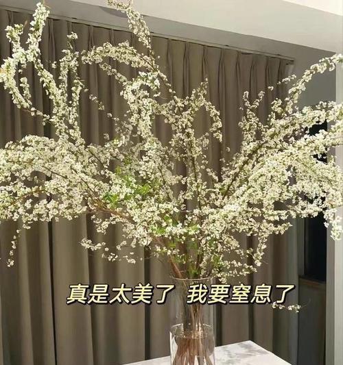 雪柳鲜枝的花语和寓意是什么？它在花艺中如何应用？