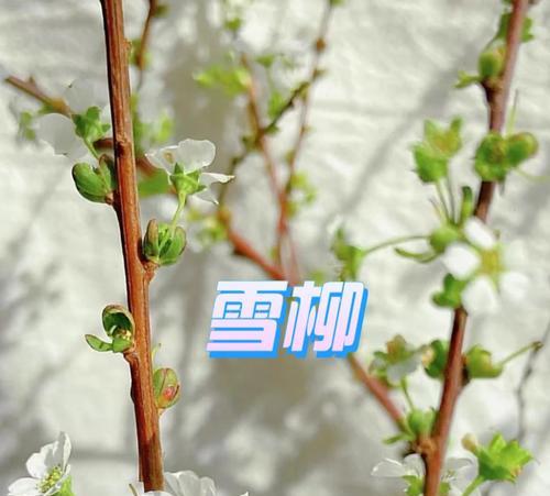 雪柳鲜枝的花语和寓意是什么？它在花艺中如何应用？