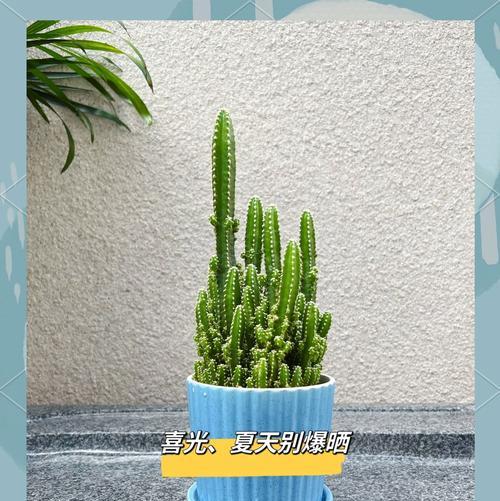 一小节仙人掌如何养活？养护技巧有哪些？