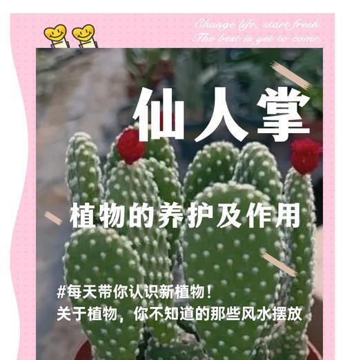 一小节仙人掌如何养活？养护技巧有哪些？