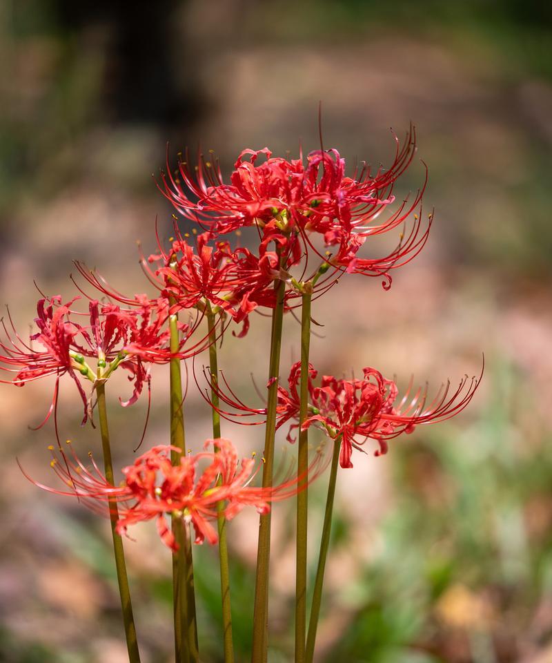 老师花朵花语是什么意思？哪种花代表教师？