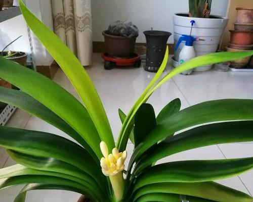 君子兰品种的培育过程是什么？如何确保培育成功？