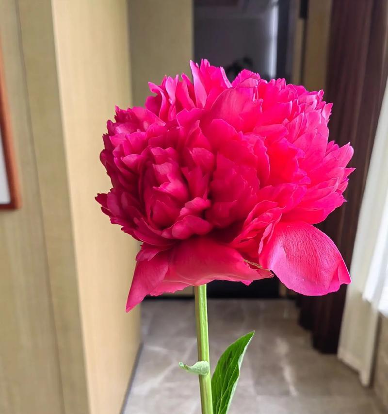 尊重寓意是什么花语？哪种花代表敬意和尊重？