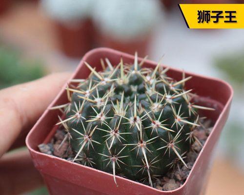 小南瓜仙人球植物分类？它属于哪一类植物？