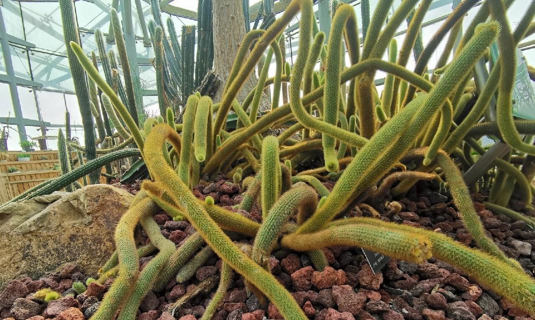 小南瓜仙人球植物分类？它属于哪一类植物？