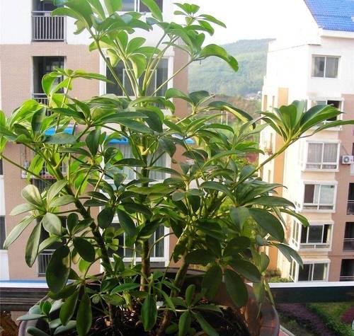 小南瓜仙人球植物分类？它属于哪一类植物？