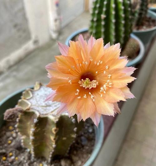 仙人球一年开花次数少是什么原因？