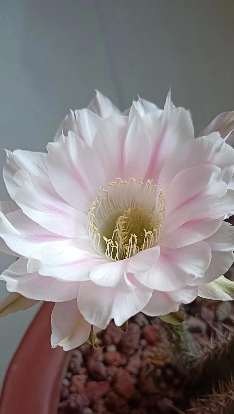 仙人球一年开花次数少是什么原因？