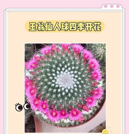 仙人球一年开花次数少是什么原因？