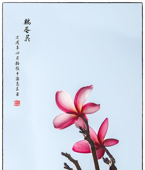 鸡蛋花的寓意是什么？