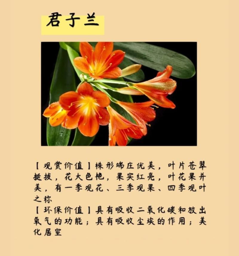 君子兰作为礼物的花语含义是什么？