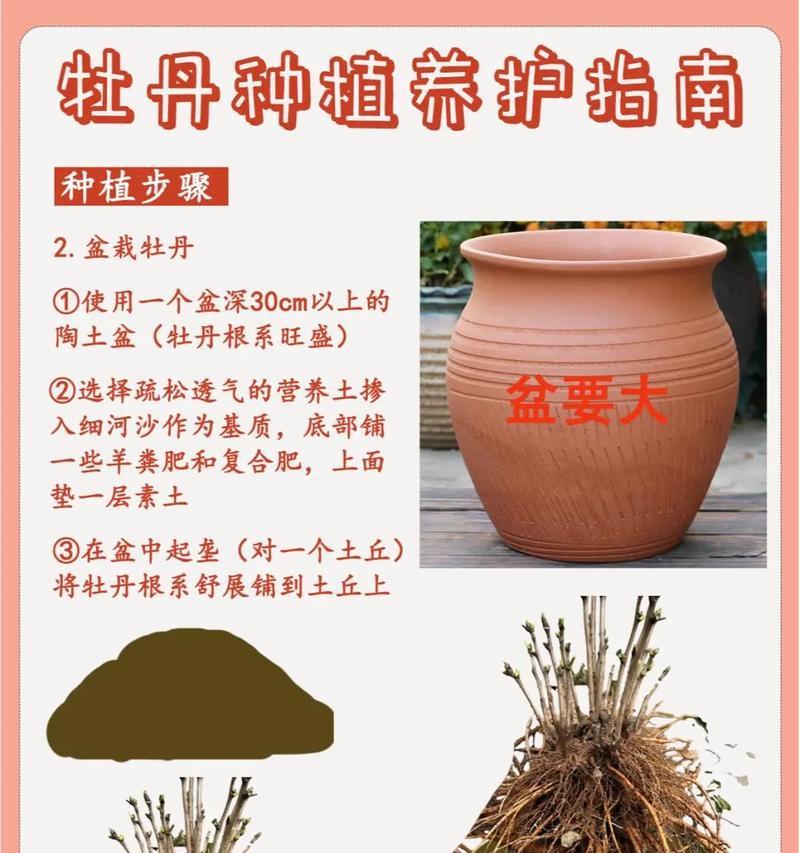 深红双色牡丹花如何养护？养护过程中需要注意什么？