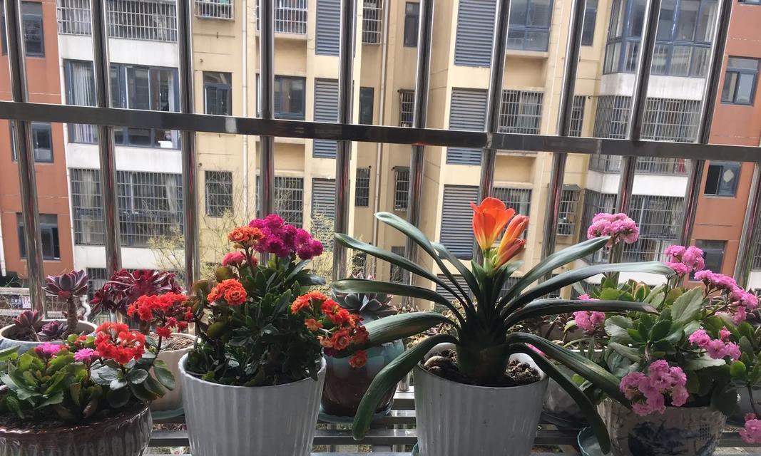 君子兰作为礼物的花语含义是什么？