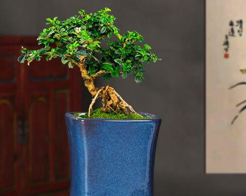 君子兰蓝色盆栽的养护技巧有哪些？怎样保持色彩鲜艳？