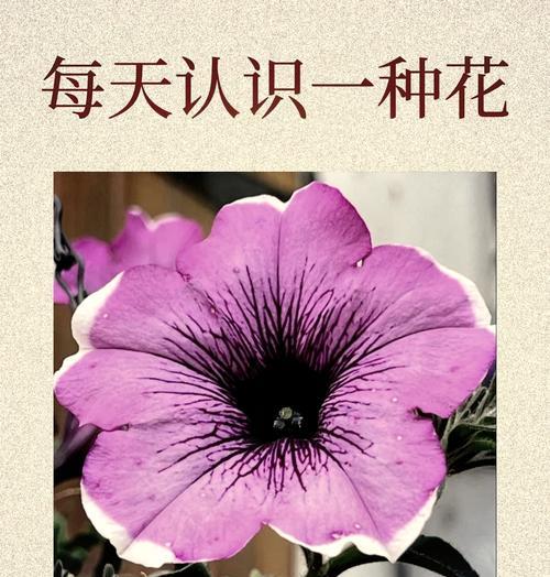哪种花的花语是乐观自由？它象征着什么？
