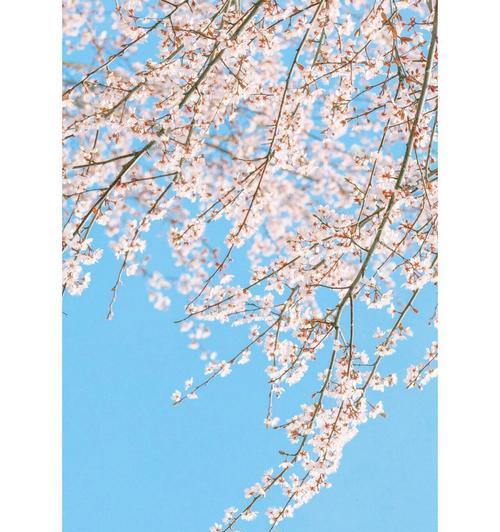 哪种花的花语是乐观自由？它象征着什么？