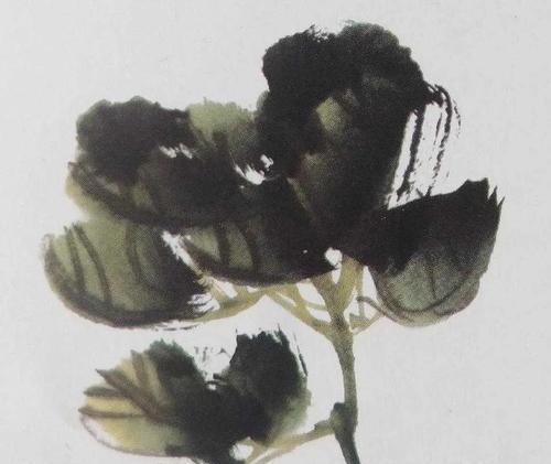 牡丹花小叶子的构造是怎样的？