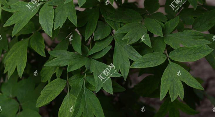 牡丹花小叶子的构造是怎样的？
