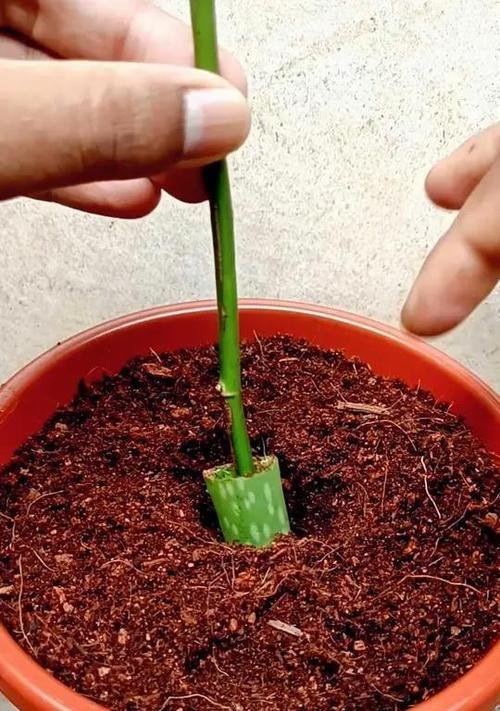 玫瑰花的再次种植技巧是什么？怎样确保成活率？