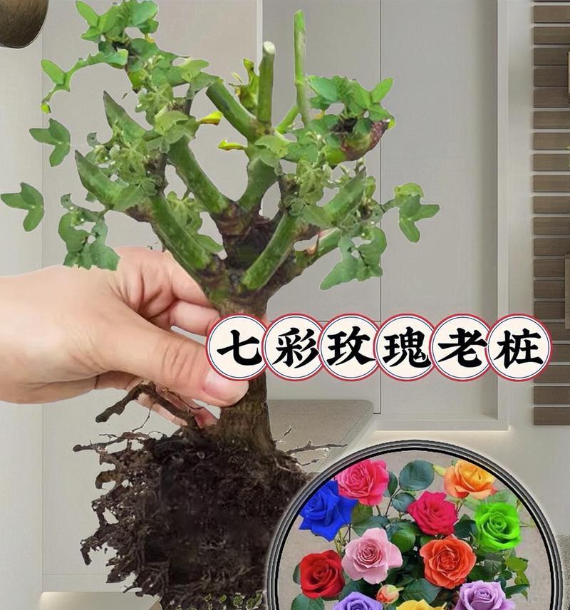玫瑰花的再次种植技巧是什么？怎样确保成活率？