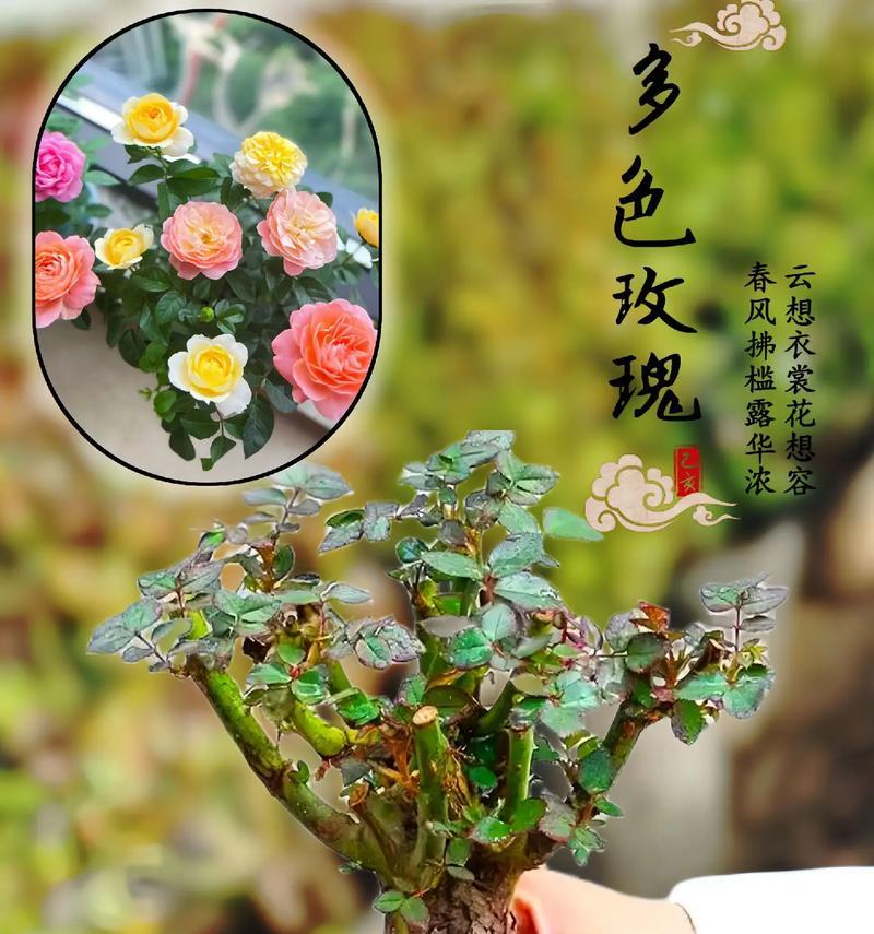 玫瑰花的再次种植技巧是什么？怎样确保成活率？