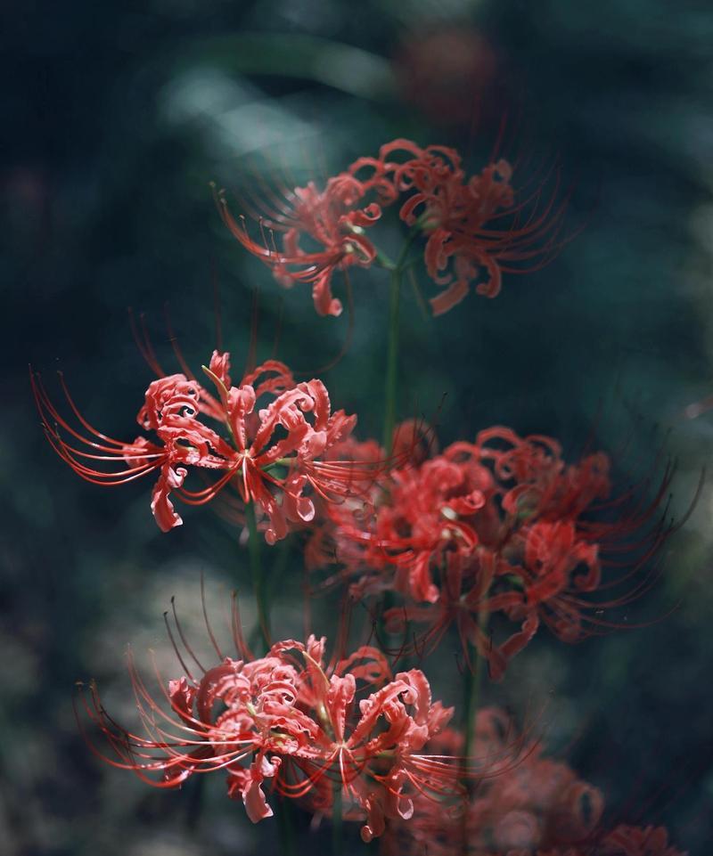 阴历8月是什么花语呢？阴历8月的花语代表什么？