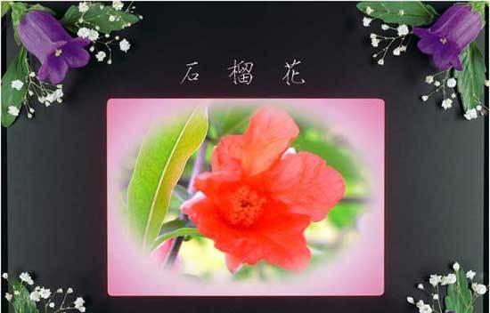 阴历8月是什么花语呢？阴历8月的花语代表什么？