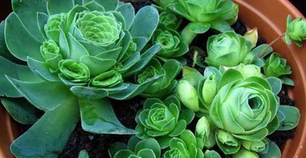 玫瑰花种植温度要求是什么？如何在线选购？