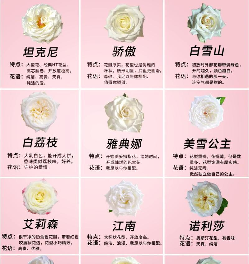 玫瑰花数量不同代表什么？每朵玫瑰的花语有何区别？