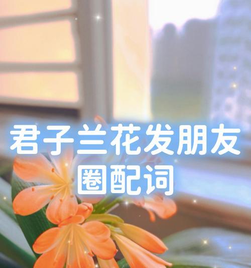 君子兰如何在阳光直射下养护？有哪些注意事项？