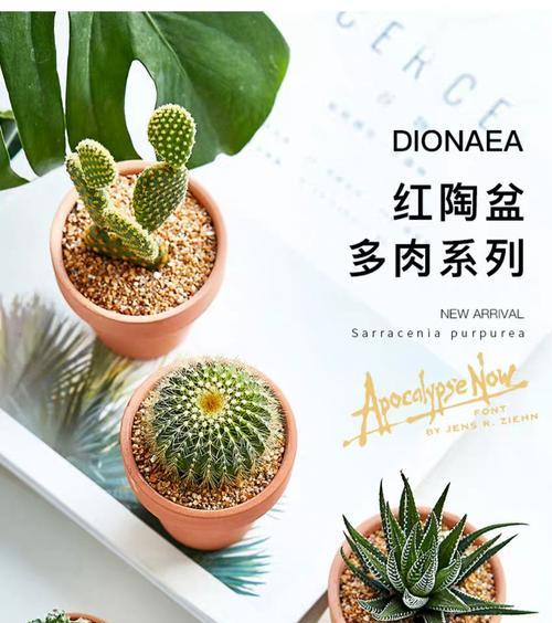 仙人球盆景植物的养护技巧有哪些？