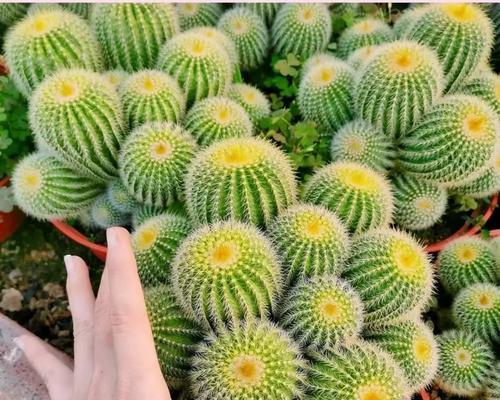 仙人球盆景植物的养护技巧有哪些？