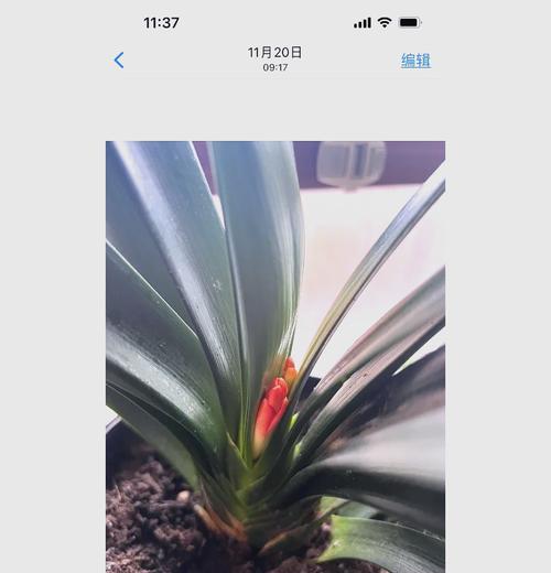 君子兰上花剑品种如何辨别？有哪些特征？