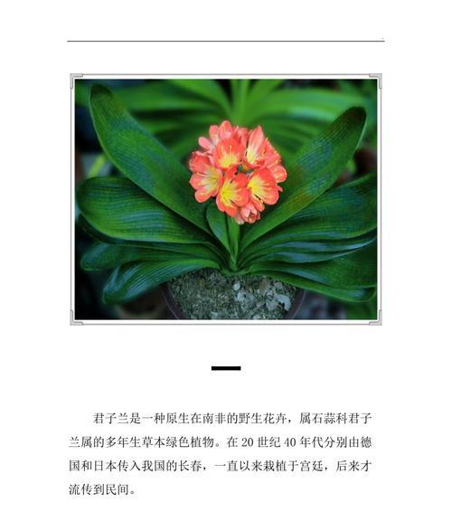 君子兰上花剑品种如何辨别？有哪些特征？