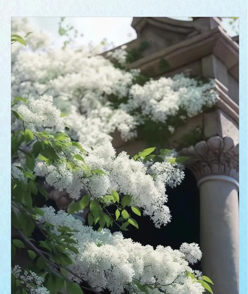 流苏花的花语有哪些？