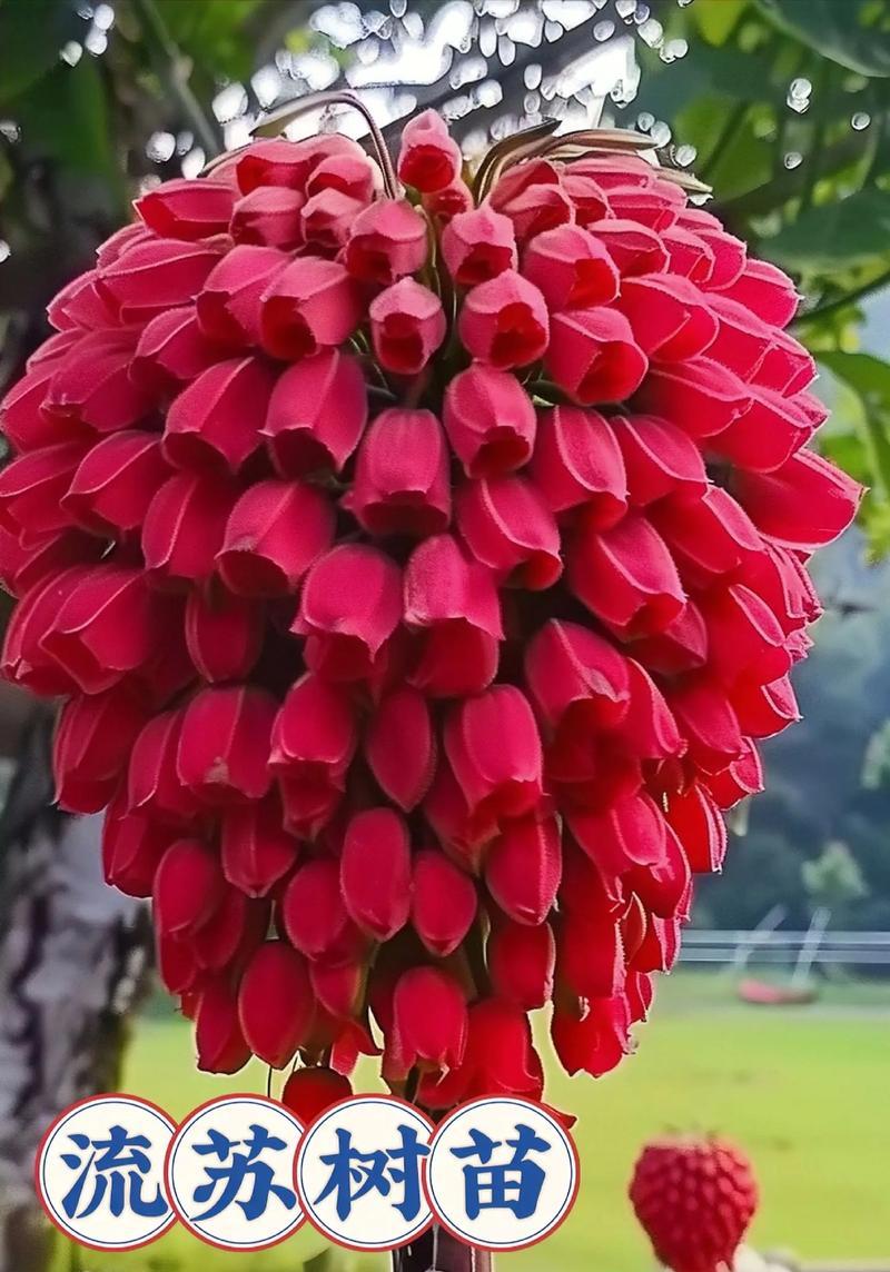 流苏花的花语有哪些？