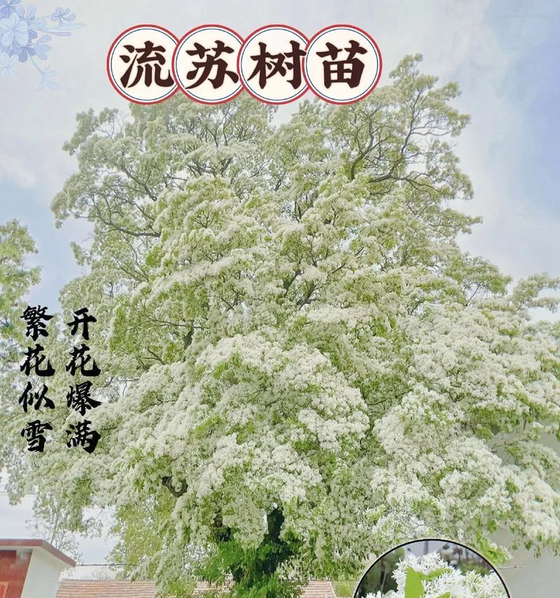 流苏花的花语有哪些？