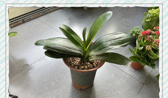 君子兰淋雨后如何养护？