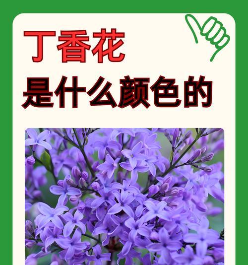 淡淡的紫玖花语是什么？紫玖花束的寓意是什么？