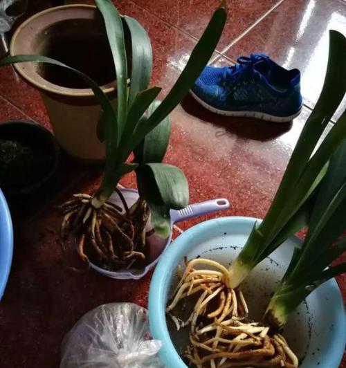 懒花君子兰不开花怎么办？如何促进其开花？