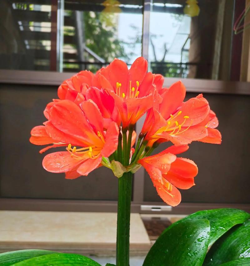 懒花君子兰不开花怎么办？如何促进其开花？