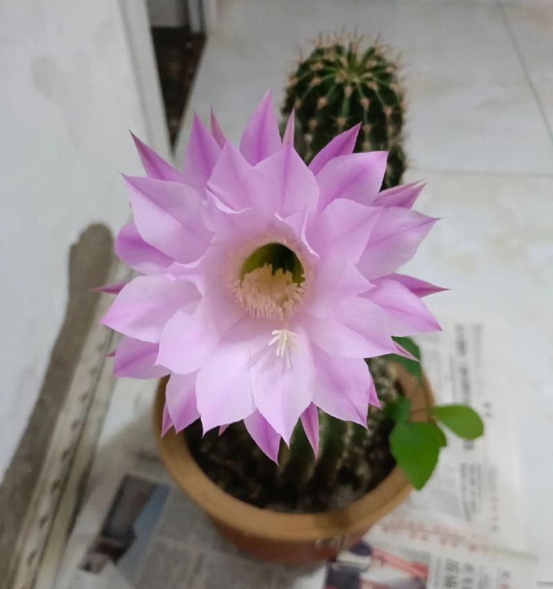 多彩带仙人球为何会开花？开花后如何护理？