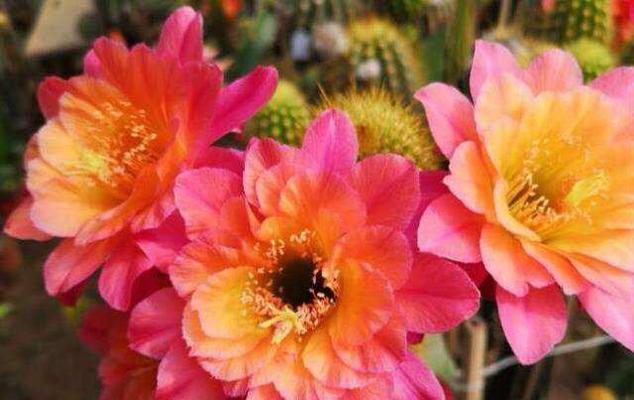 多彩带仙人球为何会开花？开花后如何护理？
