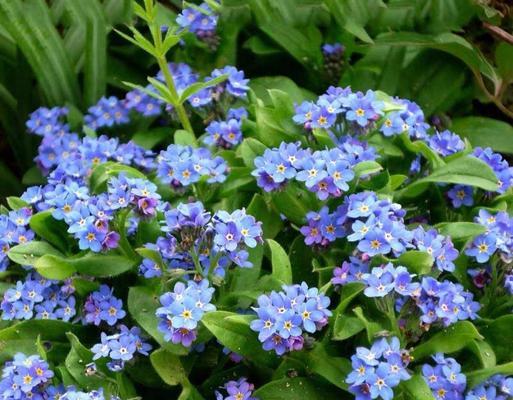 别生气的花语是什么花啊？哪种花能表达歉意？