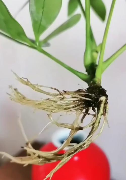 君子兰两年不开花的原因是什么？