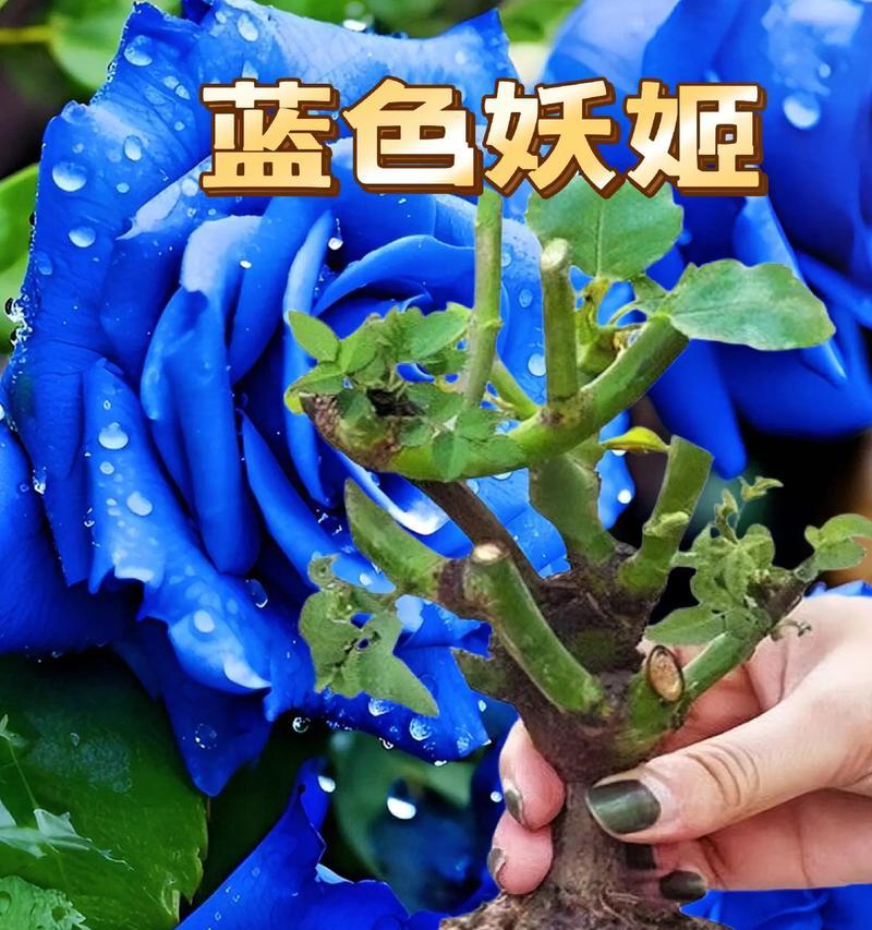 如何种出蓝色的玫瑰花？